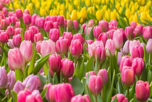 Tulips