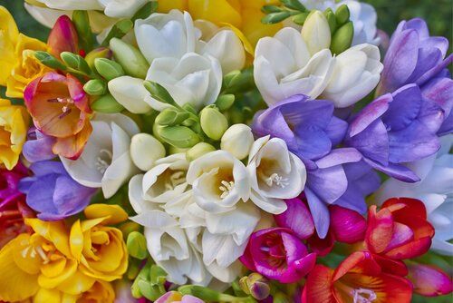 Freesias
