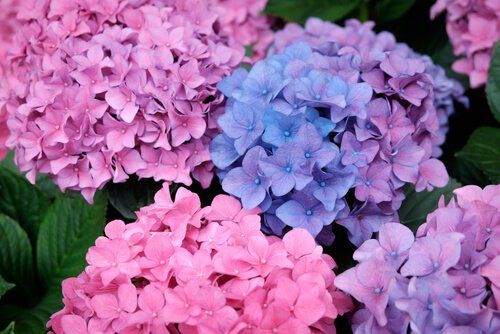 Hydrangea Bunch