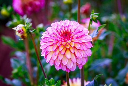 Dahlias