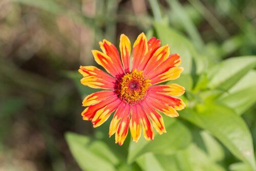 Zinnia