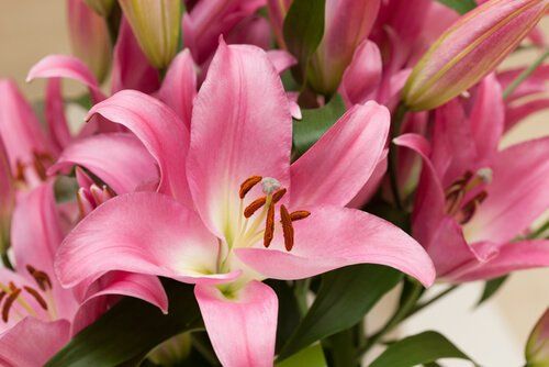 Lilies oriental (perfumed)