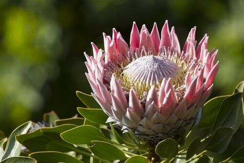 Protea - King