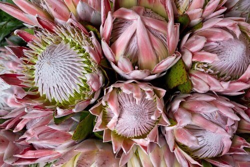 Protea - White