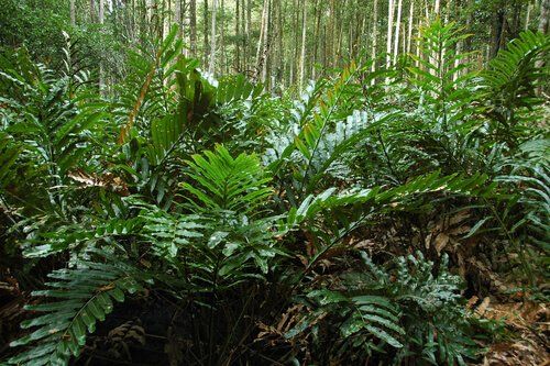 Leather Fern