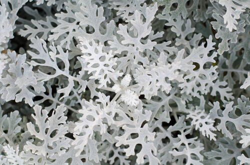Dusty Miller