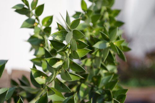 
Ruscus Standard