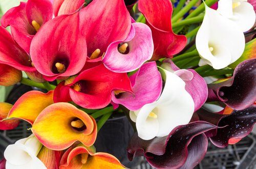 Lilies Calla