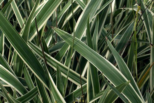 Flax