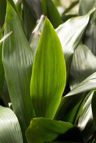Aspidistra