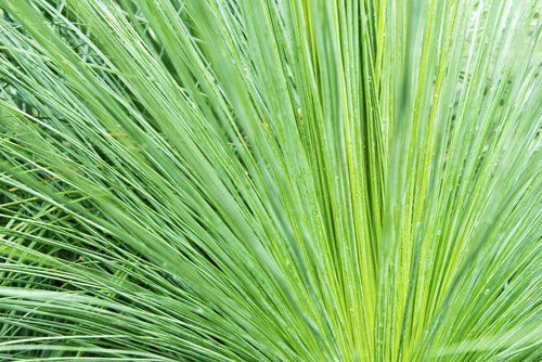 Steel Grass