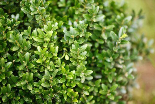 Buxus