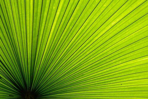 Palm - Fan or Yellow