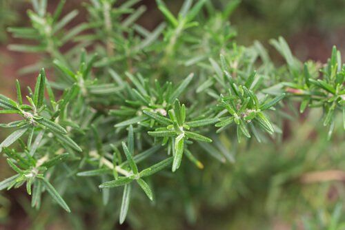 Rosemary