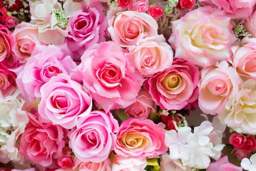 Roses