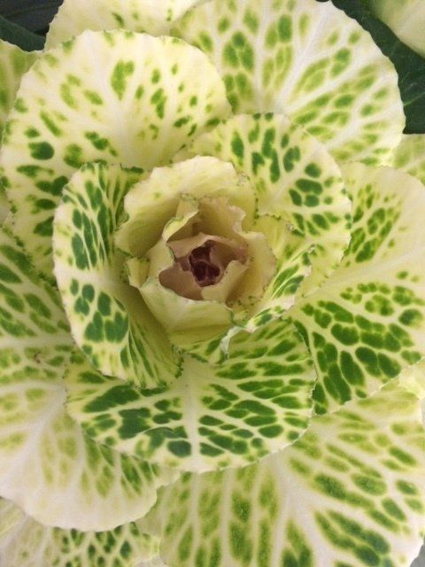 Kale (ornamental)