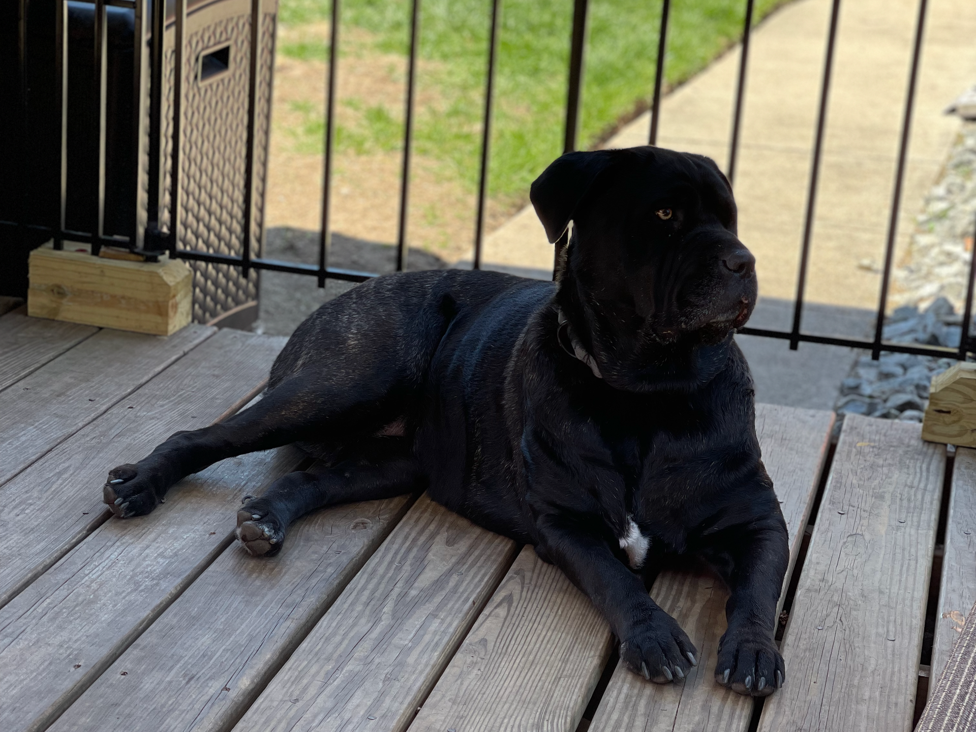 Nova