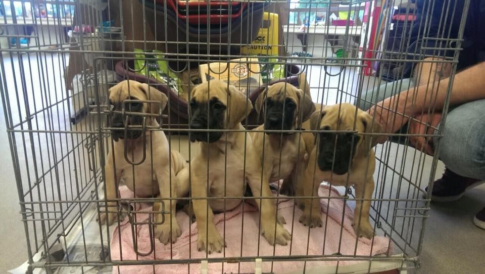 A group of pug puppies are in a cage