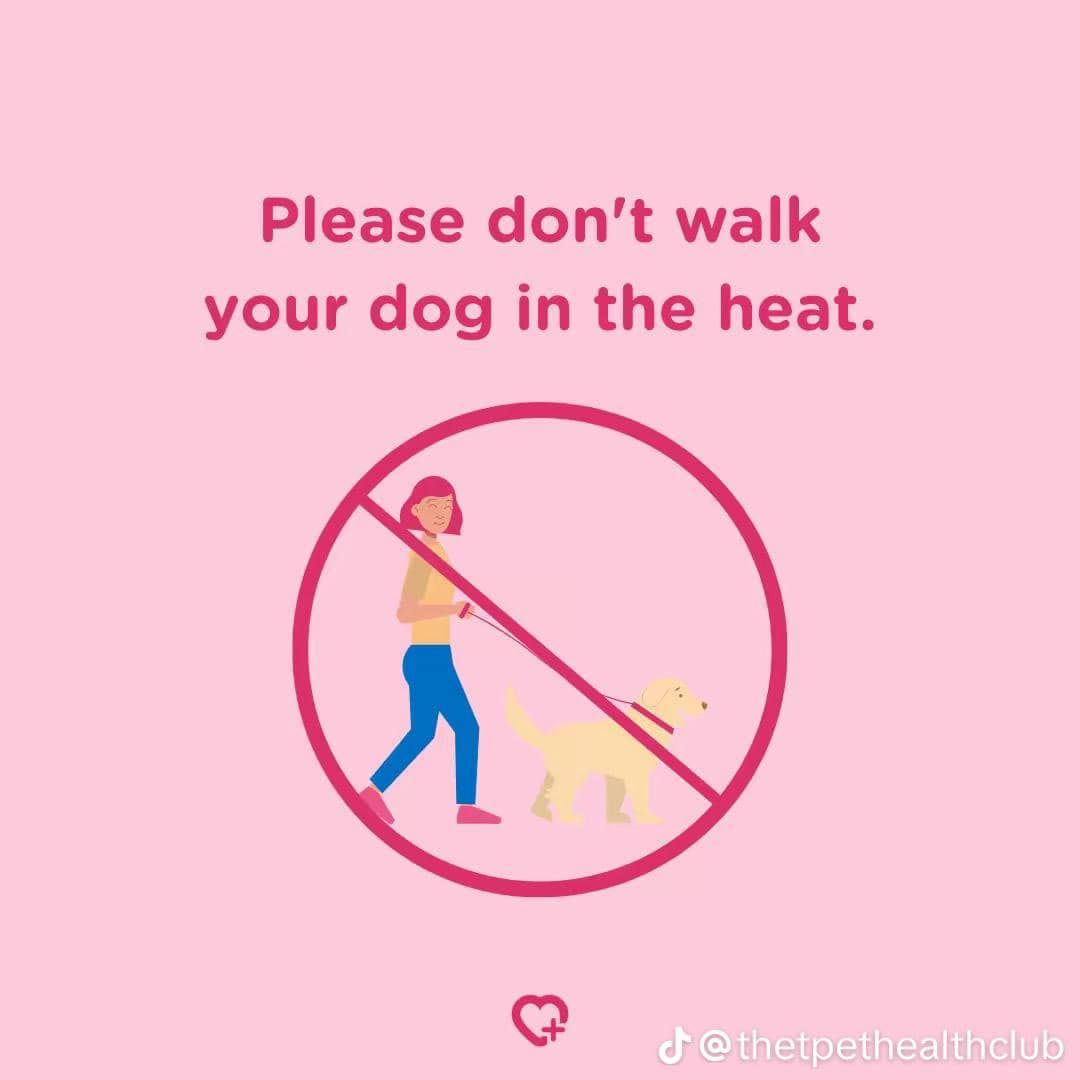 A woman is walking a dog in the heat.