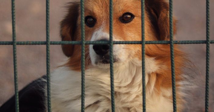A brown and white dog behind bars looking at the camera