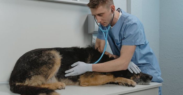 A veterinarian is examining a dog with a stethoscope.