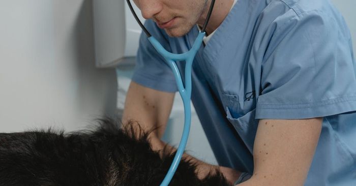 A veterinarian is listening to a dog 's heartbeat with a stethoscope.