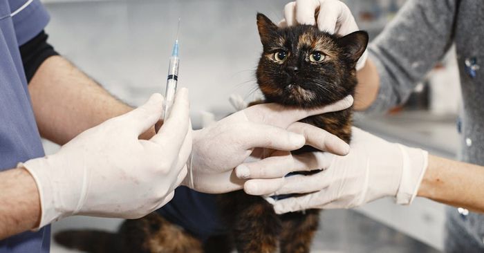 A cat is getting an injection from a veterinarian.