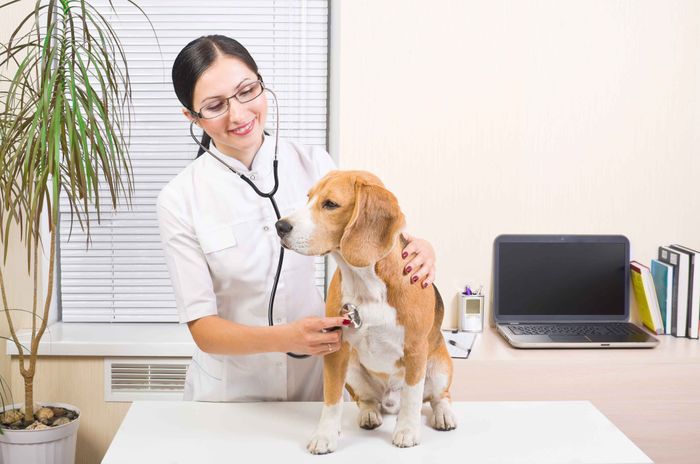 A female veterinarian examines a dog with a stethoscope