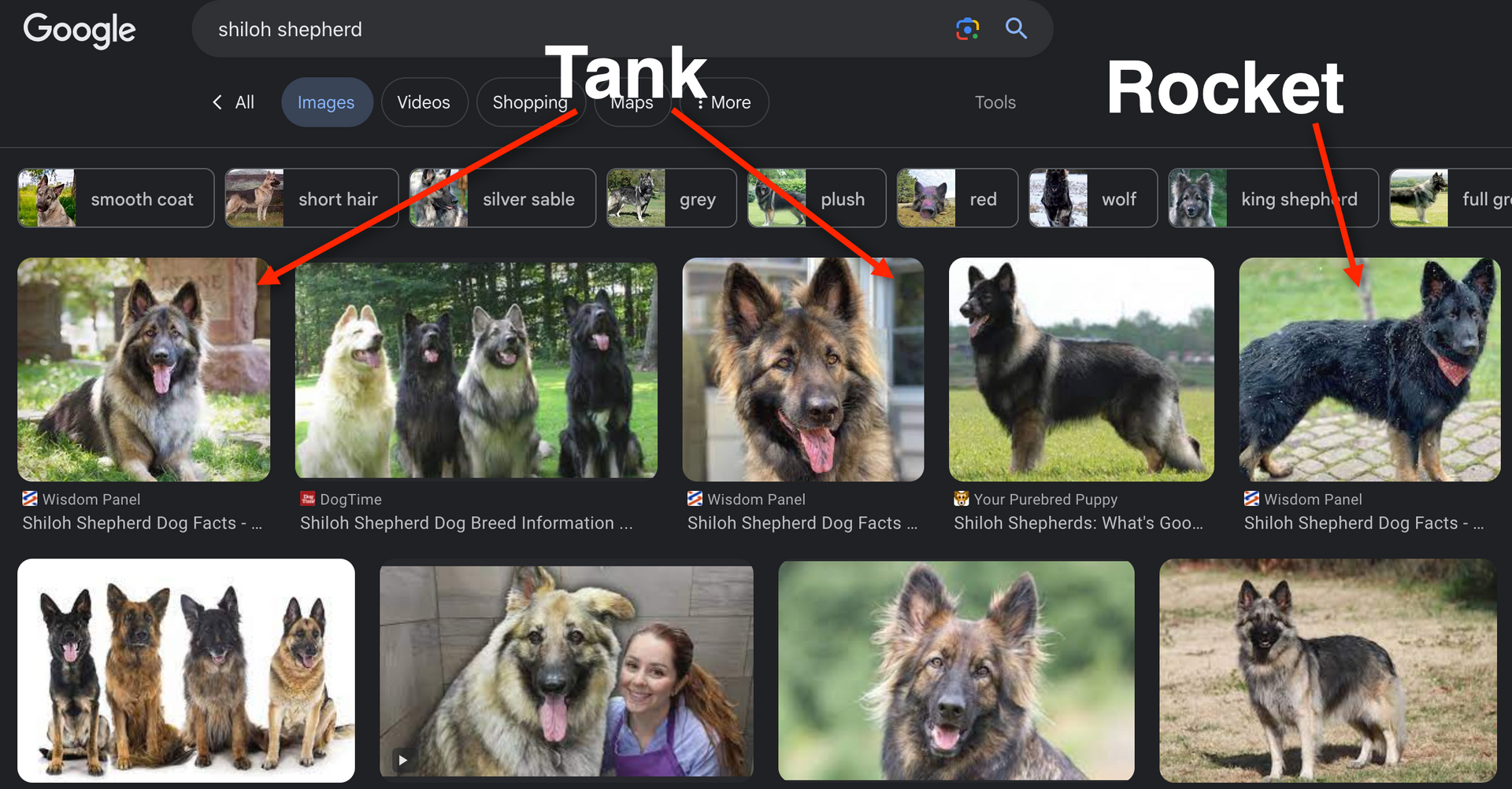 Google image search results for 'shiloh shepherd'
