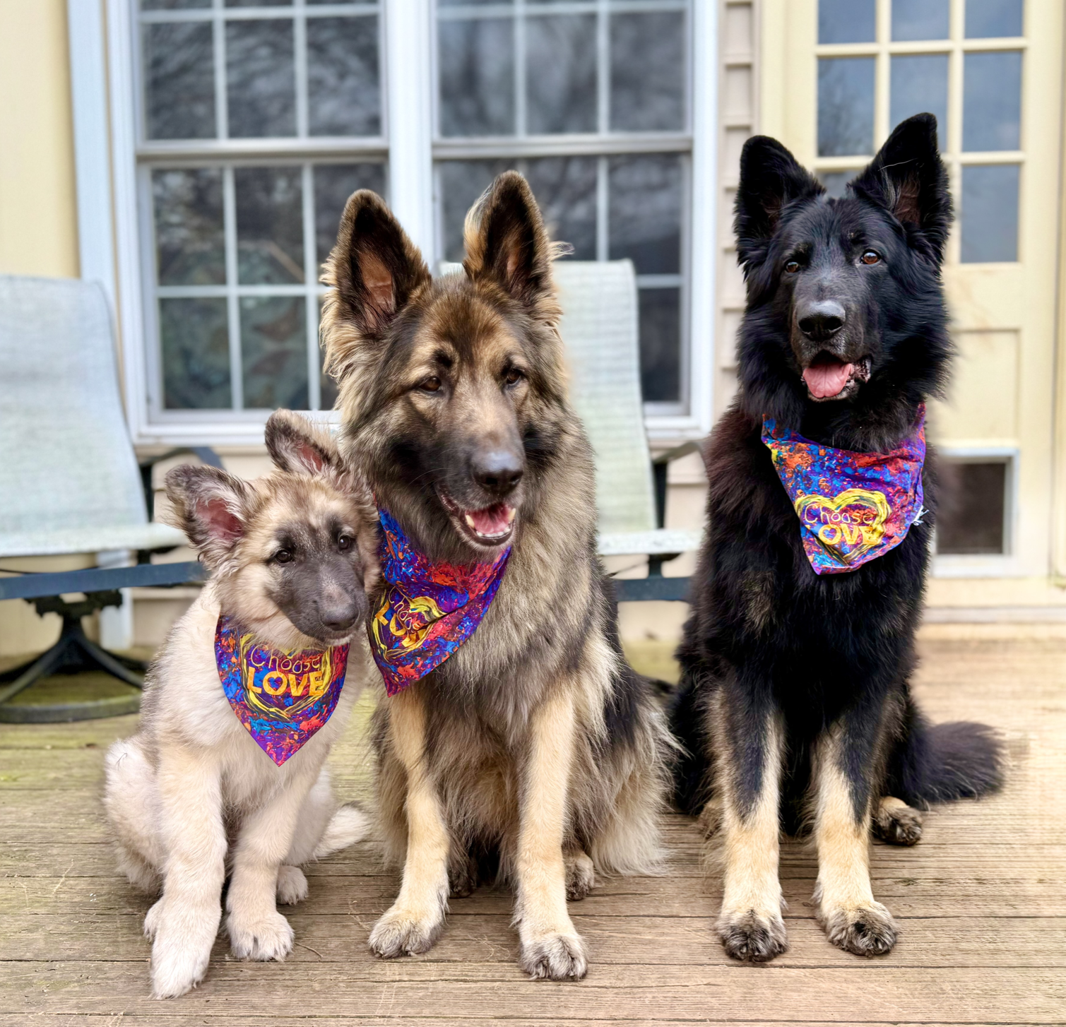 Three shiloh shepherd dogs