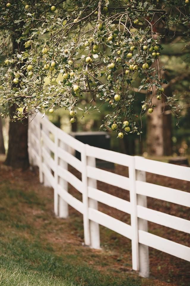 White wooden fence curving through an orchard beneath hanging green and yellow fruit trees