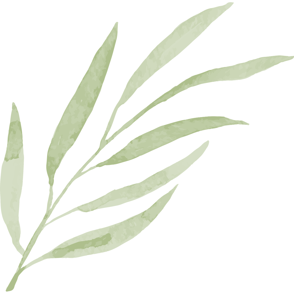 Light green watercolor sprigs with slender leaves on a white background