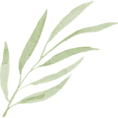 Watercolor illustration of a pale green leafy branch on a white background