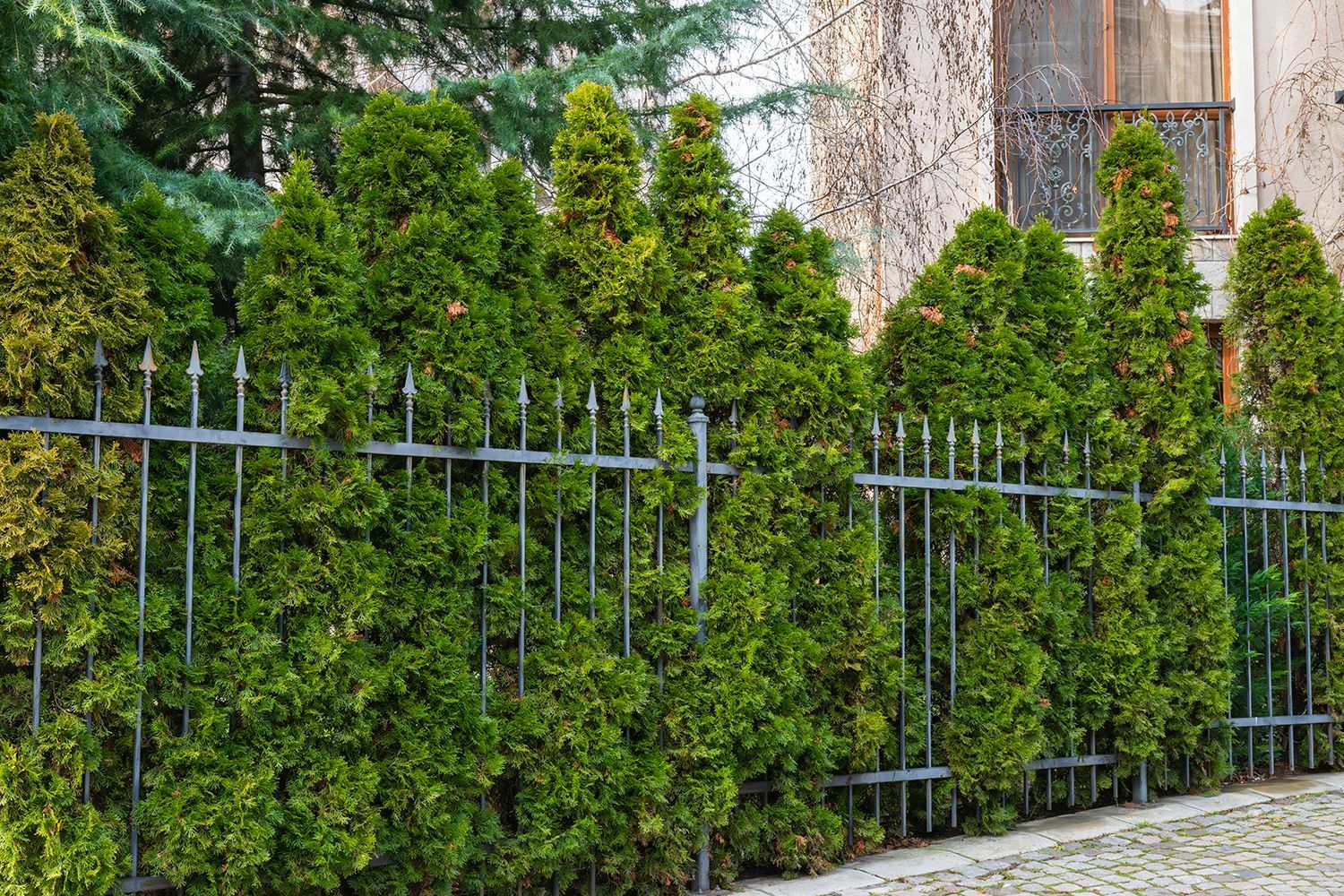 A dense hedge of tall green arborvitae trees growing behind an iron railing.
