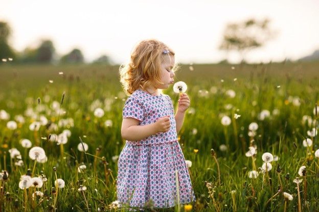 A little girl is blowing a dandelion in a field of dandelions.