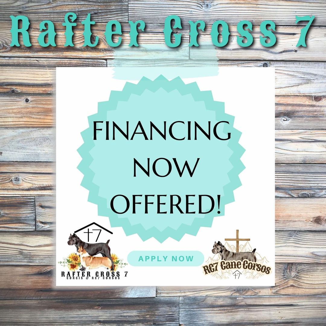 Advertisement for Rafter Cross 7, offering financing. Contains dogs, a cross, and text on a teal background.