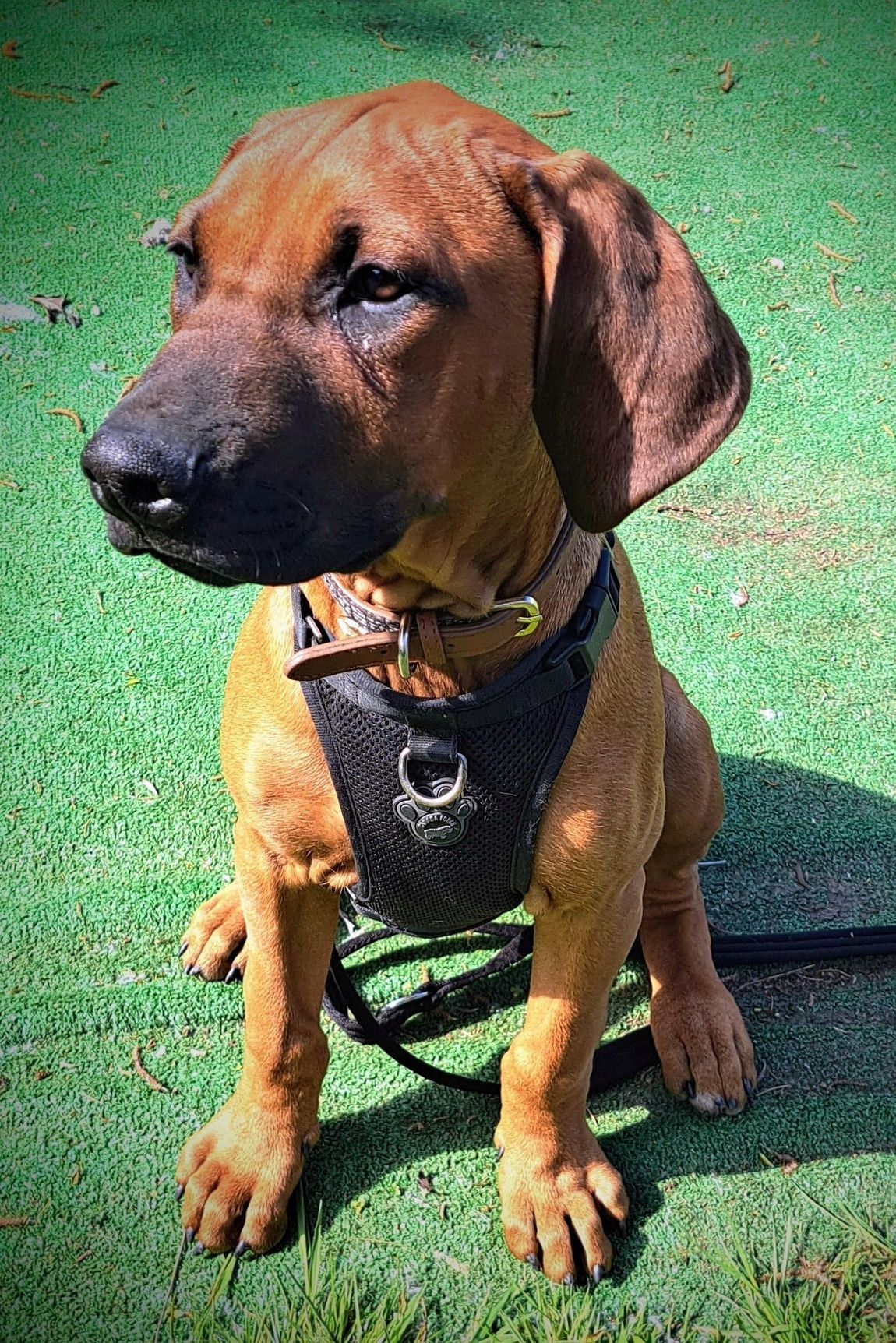 A beautiful young Ridgeback pup