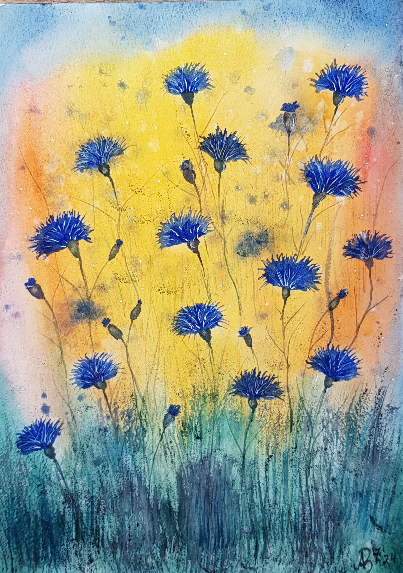 Kornblumen in der Abendsonne