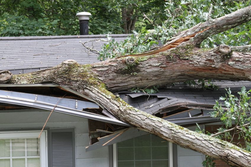Overgrown Tree Damage