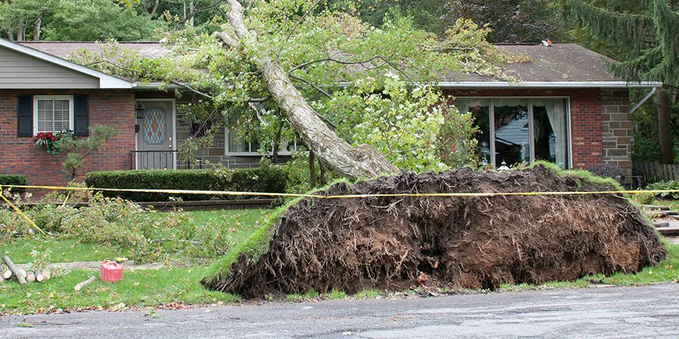 Tree Falls on Property