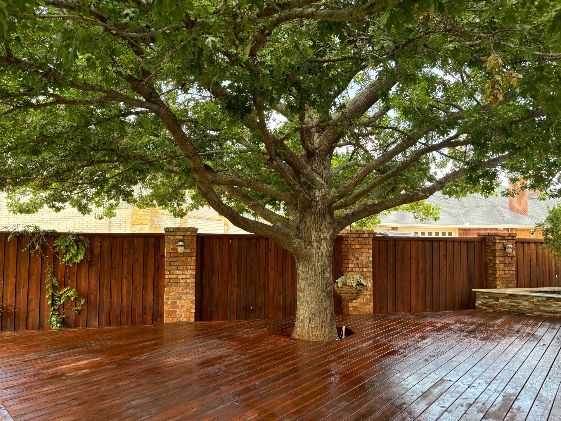 Tree growing through a dark wooden deck next to a stained wooden fence with stone columns.