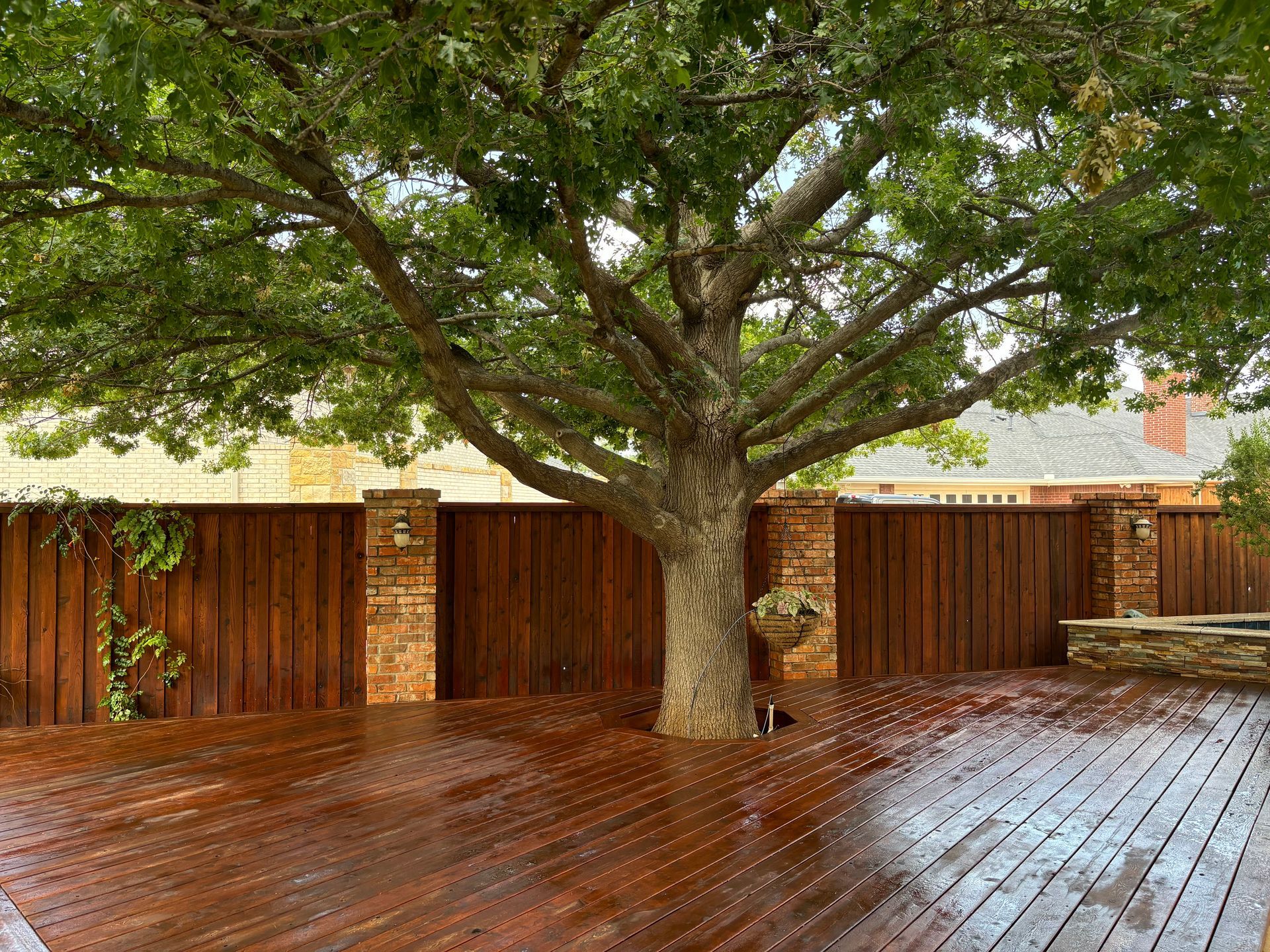 A large tree with green leaves centered on a wet, wooden deck. A brown fence and brick pillars are in the background.
