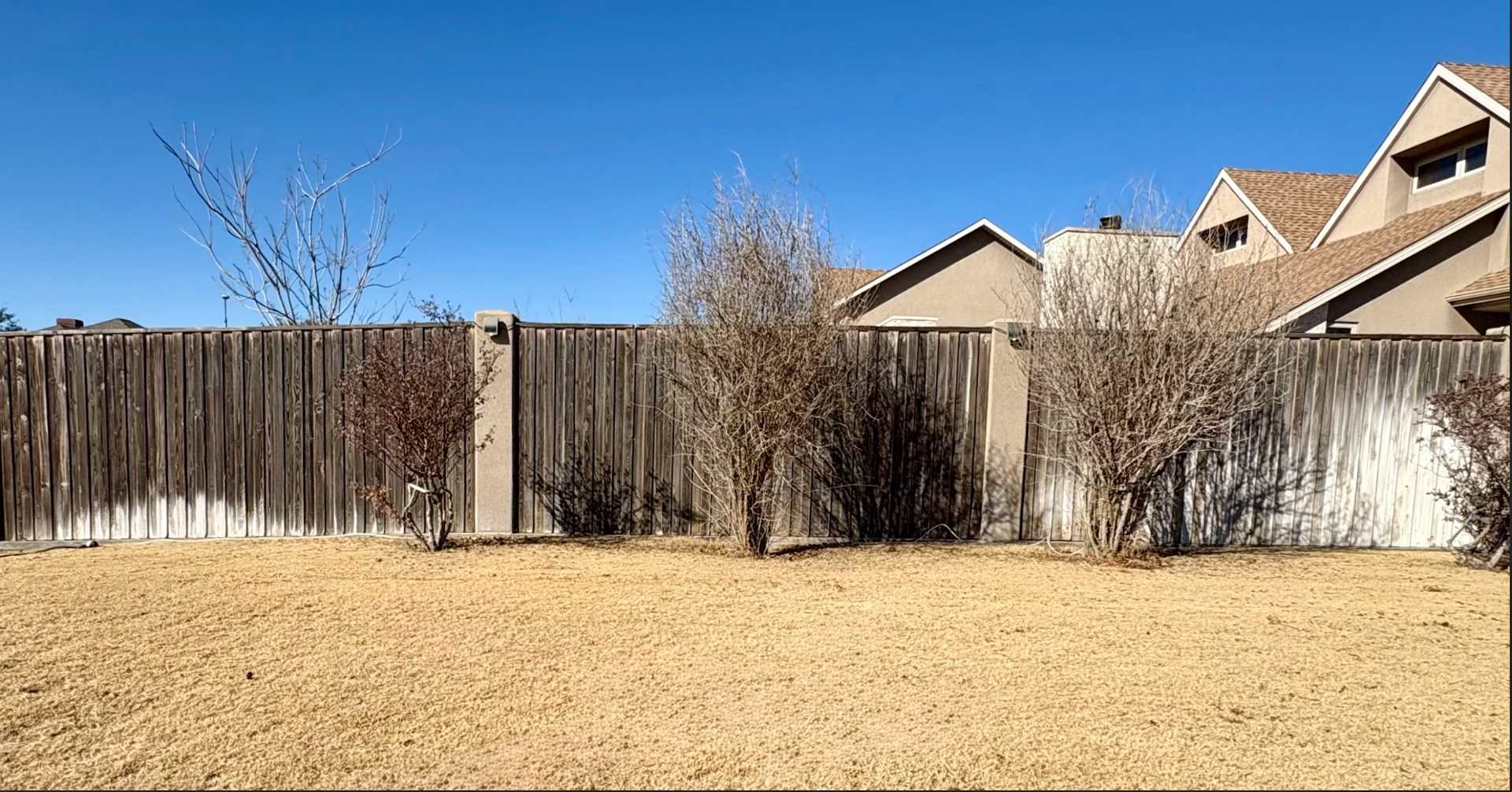 A backyard lawn with dormant, dry grass in front of a tall wooden fence and neighboring houses under a clear blue sky.