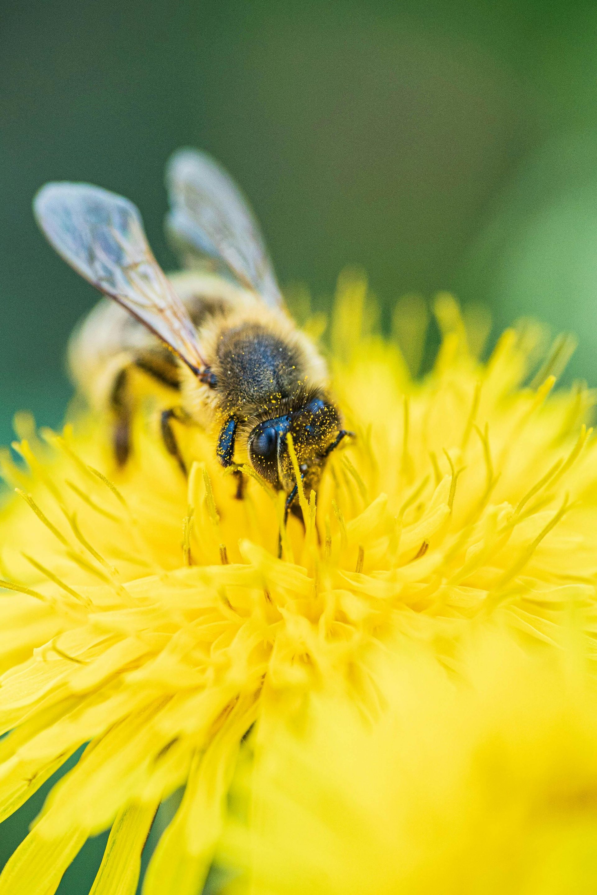 Donate for Bee Hive