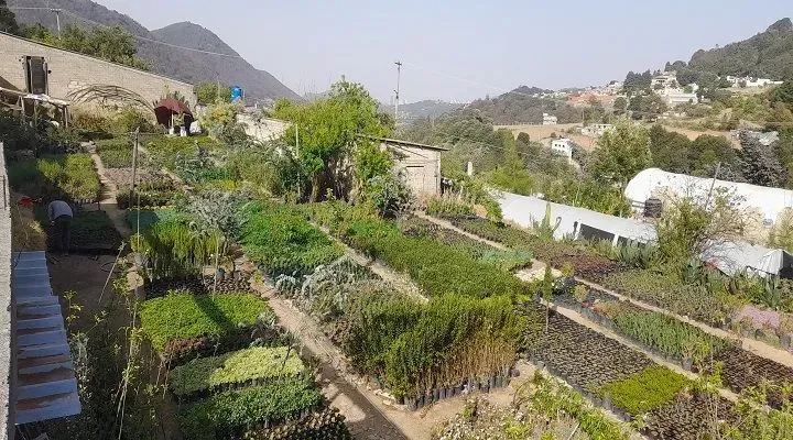 VIVEROS DEL RANCHO