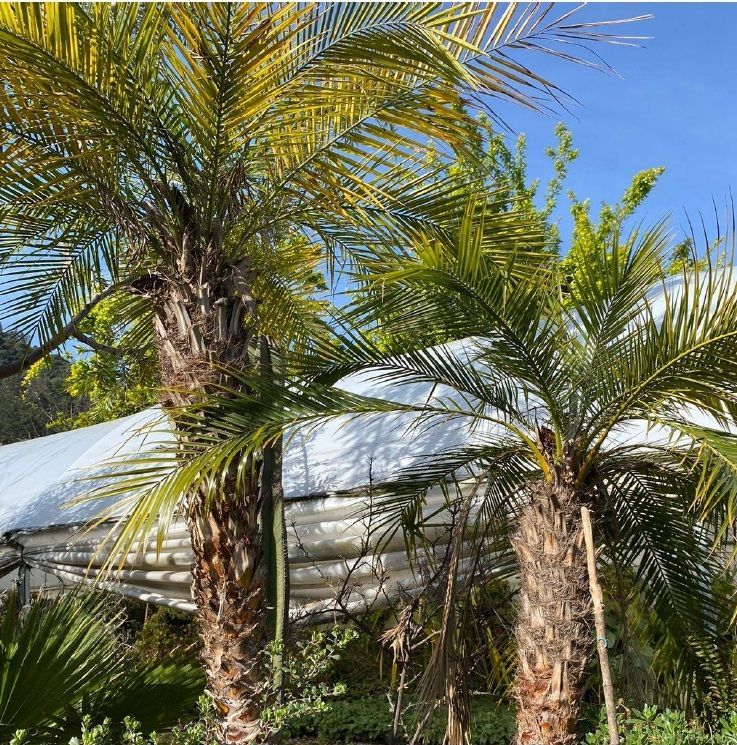 VIVEROS DEL RANCHO