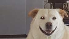 A white dog with brown ears is smiling and looking at the camera.