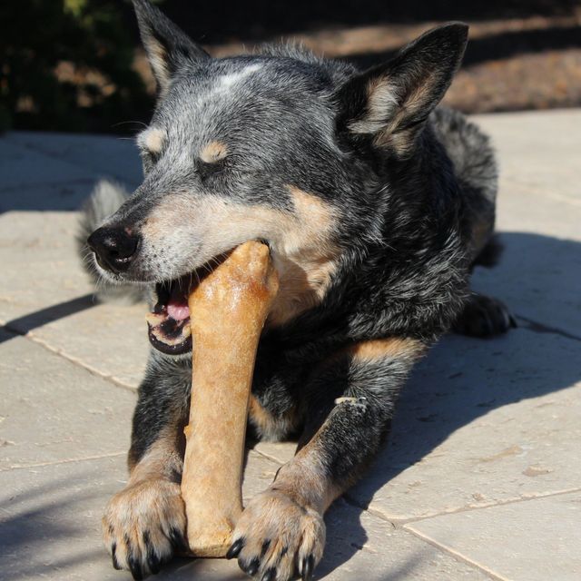 Black dog chewing a tan bone on a sunny pavement