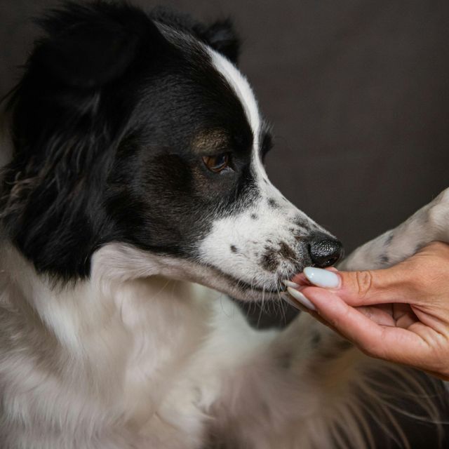 Black-and-white dog being hand-fed a treat indoors