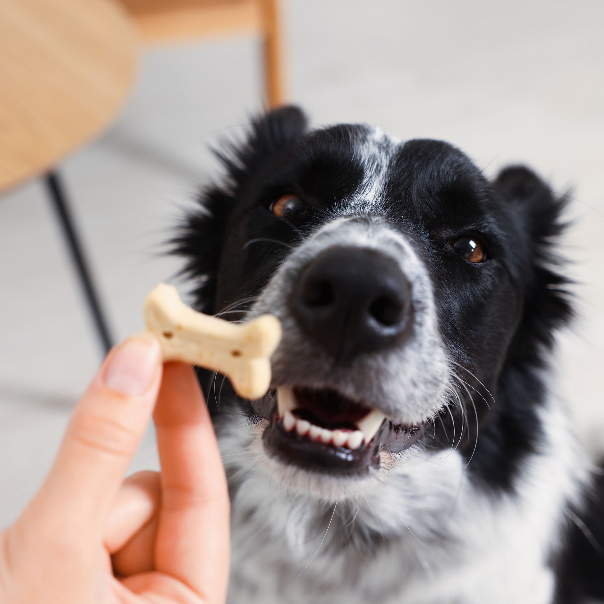 Black-and-white dog eagerly sniffing a bone treat held by a hand indoors
